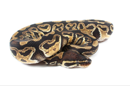 Hurricane Ball Python