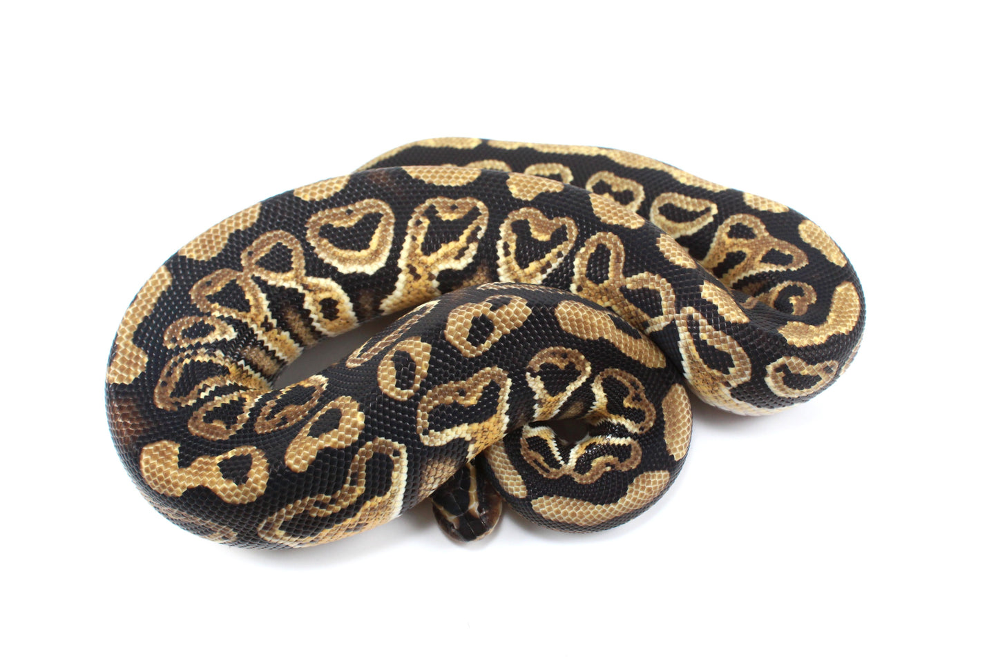Hurricane Ball Python
