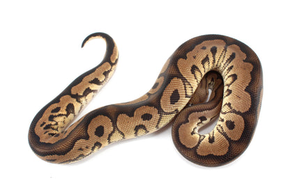Black Pastel Clown Ball Python