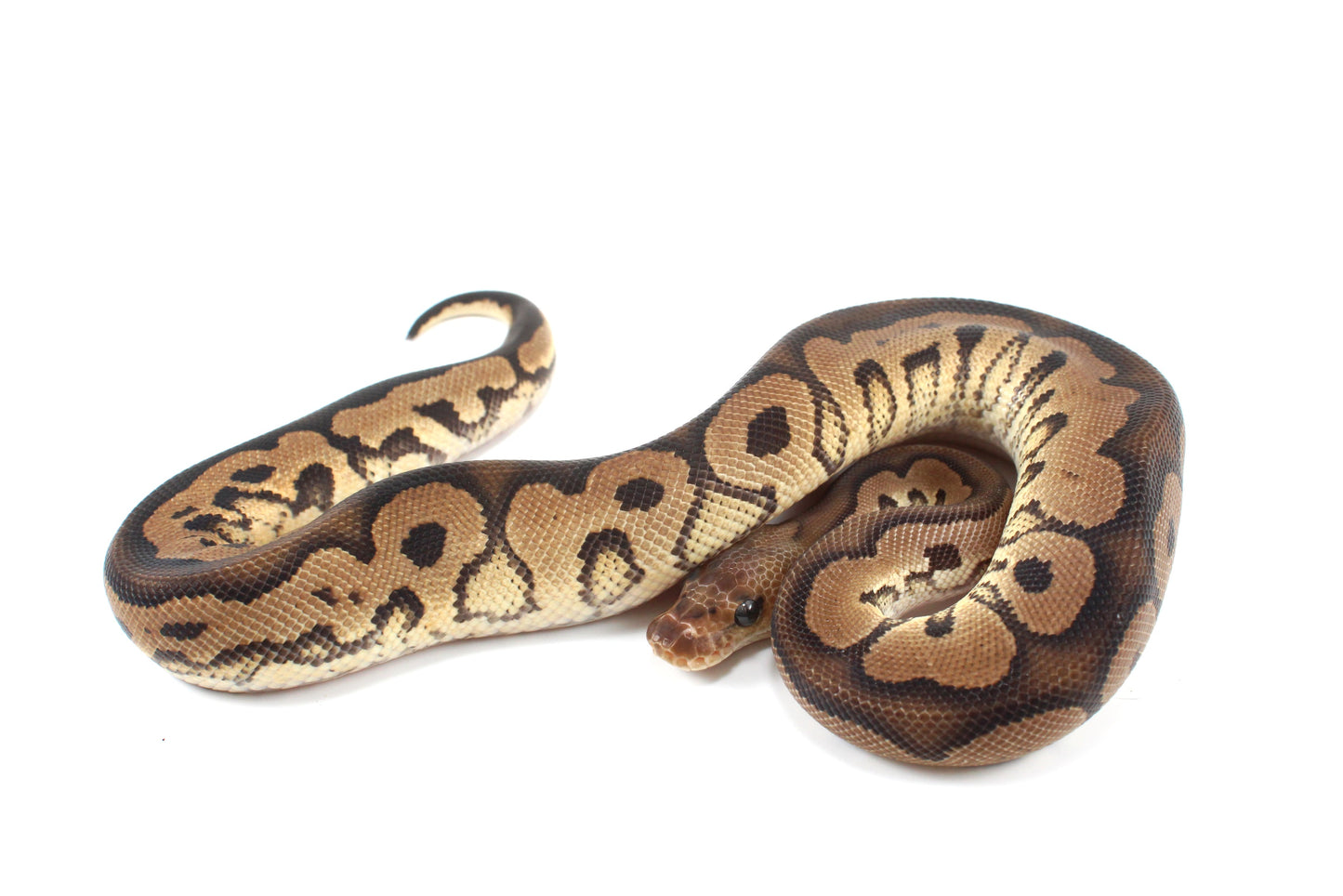 Black Pastel Clown Ball Python