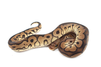 Black Pastel Clown Ball Python