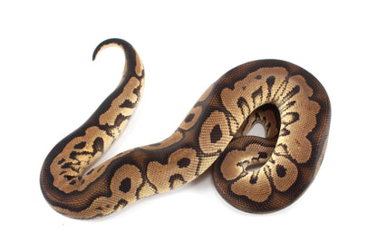 Black Pastel Clown Ball Python