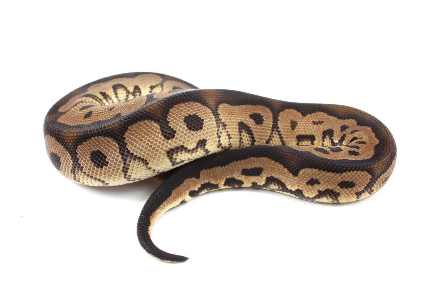 Black Pastel Clown Ball Python