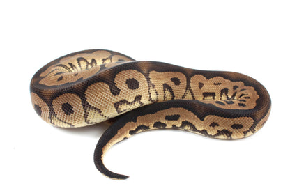 Black Pastel Clown Ball Python