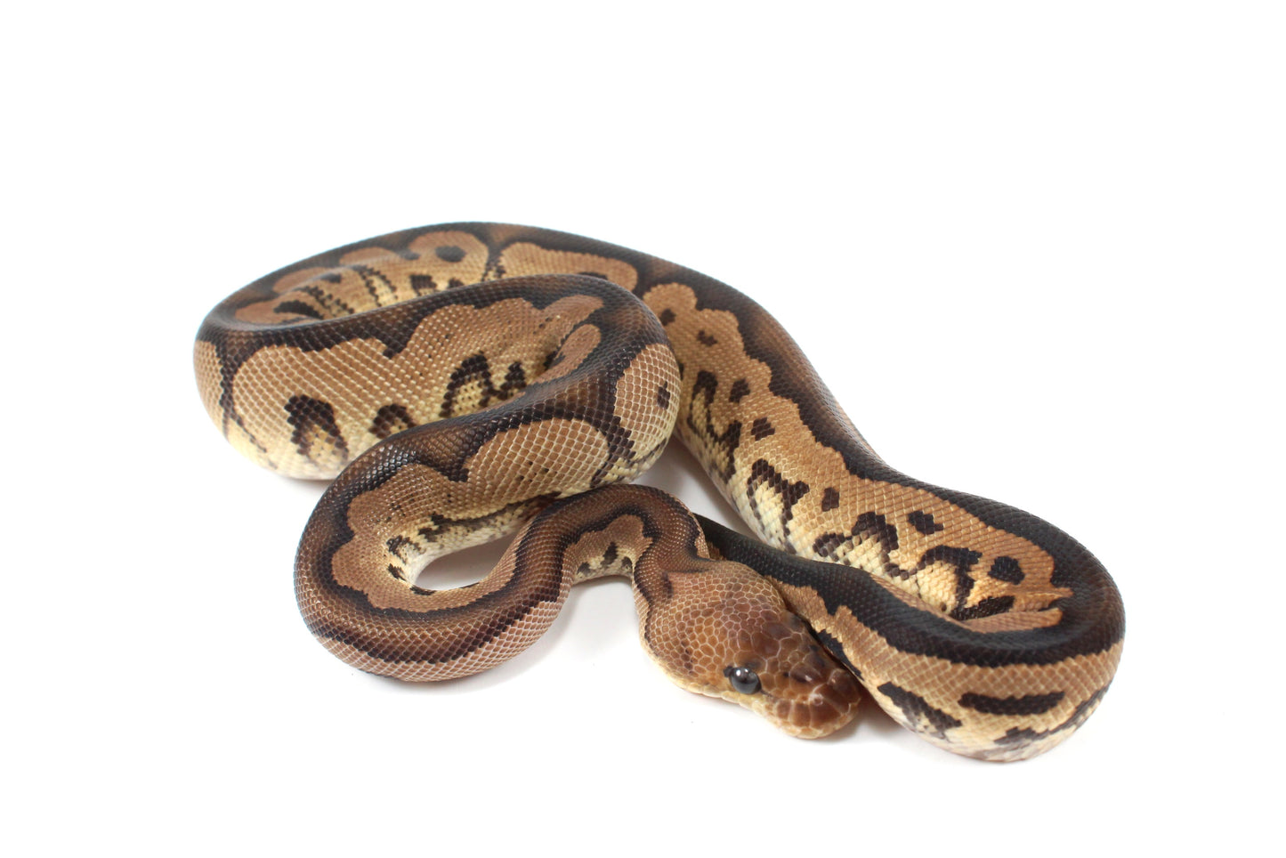 Black Pastel Clown Ball Python