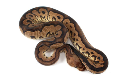 Black Pastel Clown Ball Python