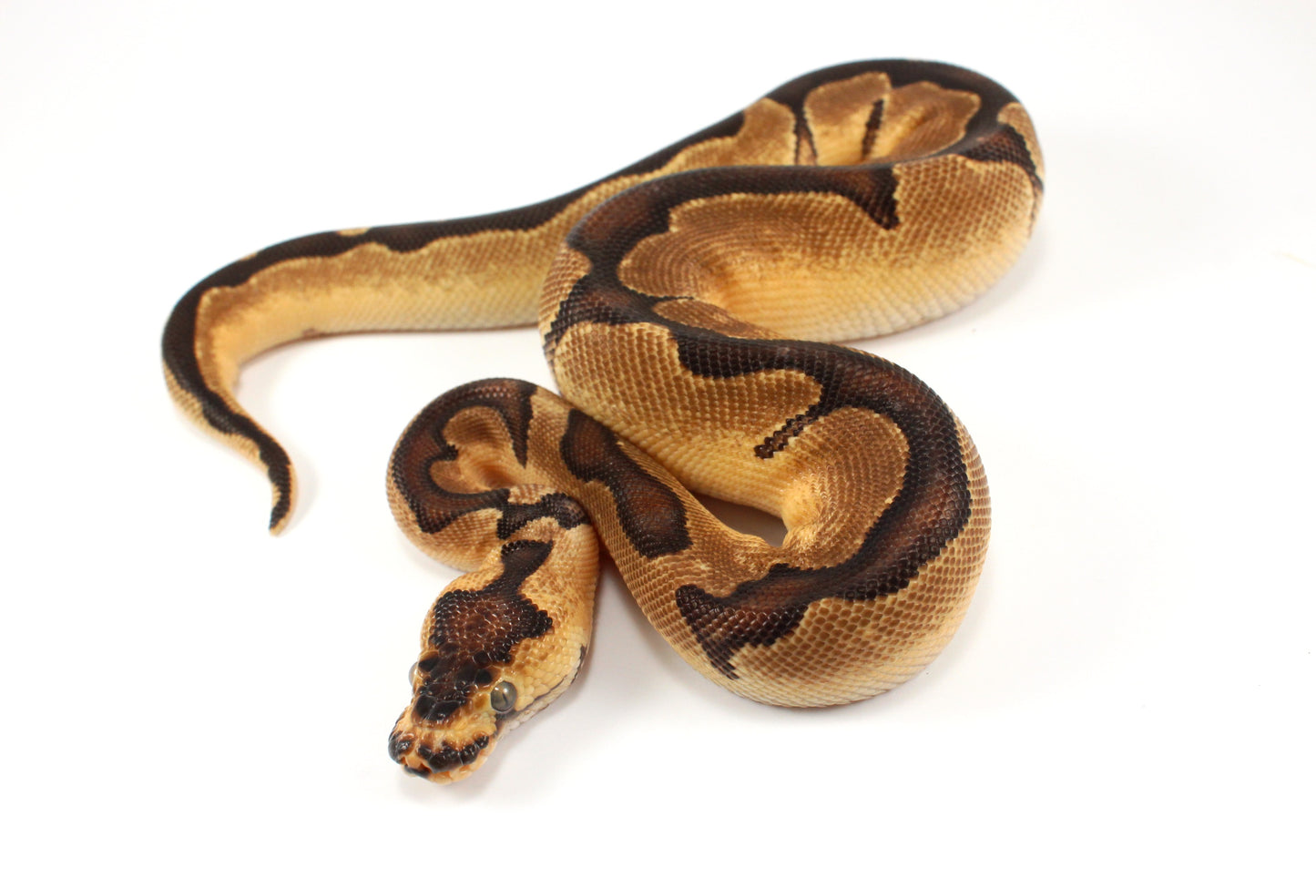 Black Pastel Clown Ball Python