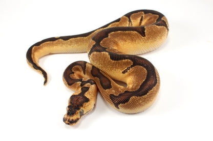 Black Pastel Clown Ball Python