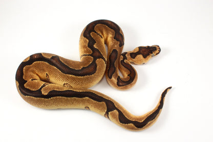Black Pastel Clown Ball Python
