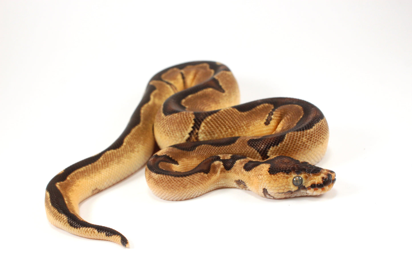 Black Pastel Clown Ball Python