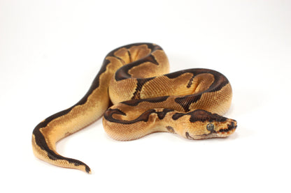 Black Pastel Clown Ball Python