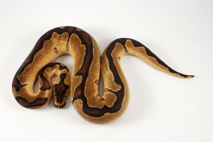 Black Pastel Clown Ball Python
