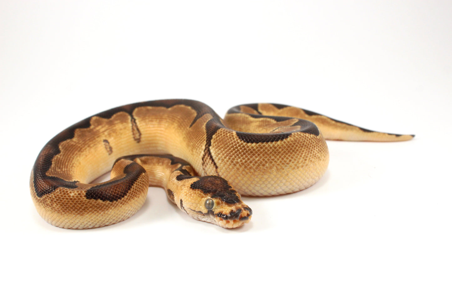 Black Pastel Clown Ball Python