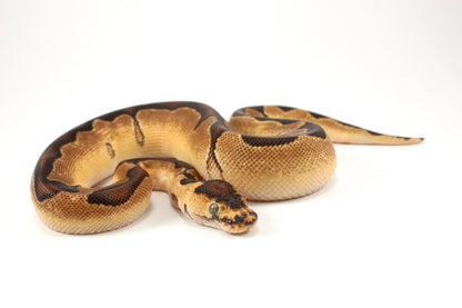 Black Pastel Clown Ball Python