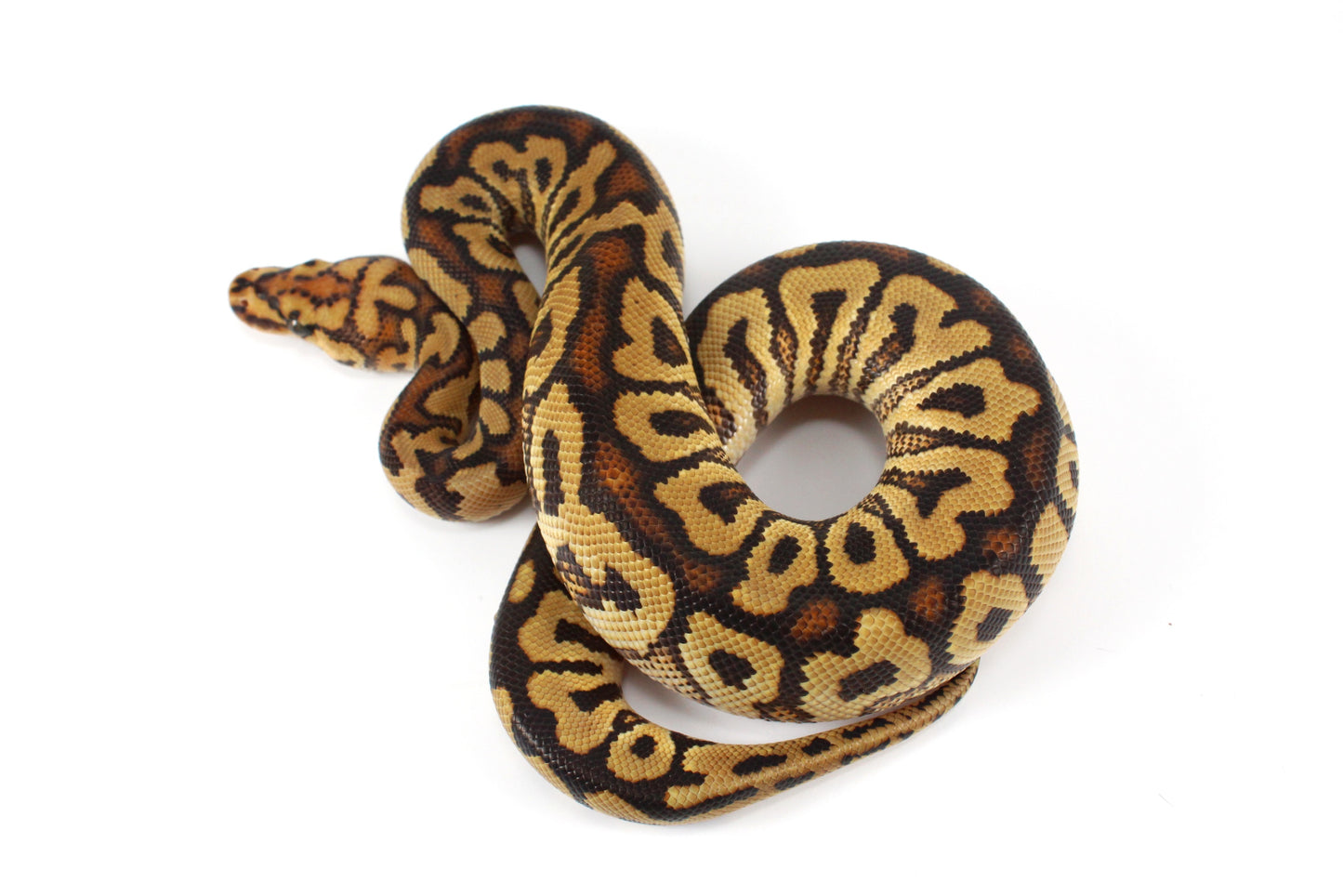 Spotnose Clown Ball Python