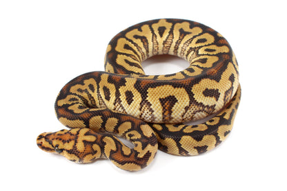 Spotnose Clown Ball Python