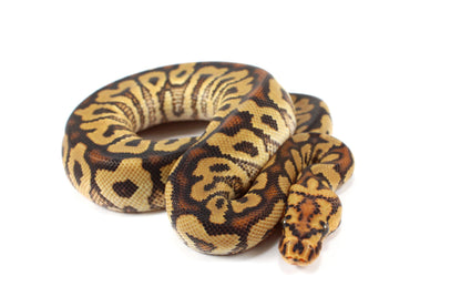 Spotnose Clown Ball Python