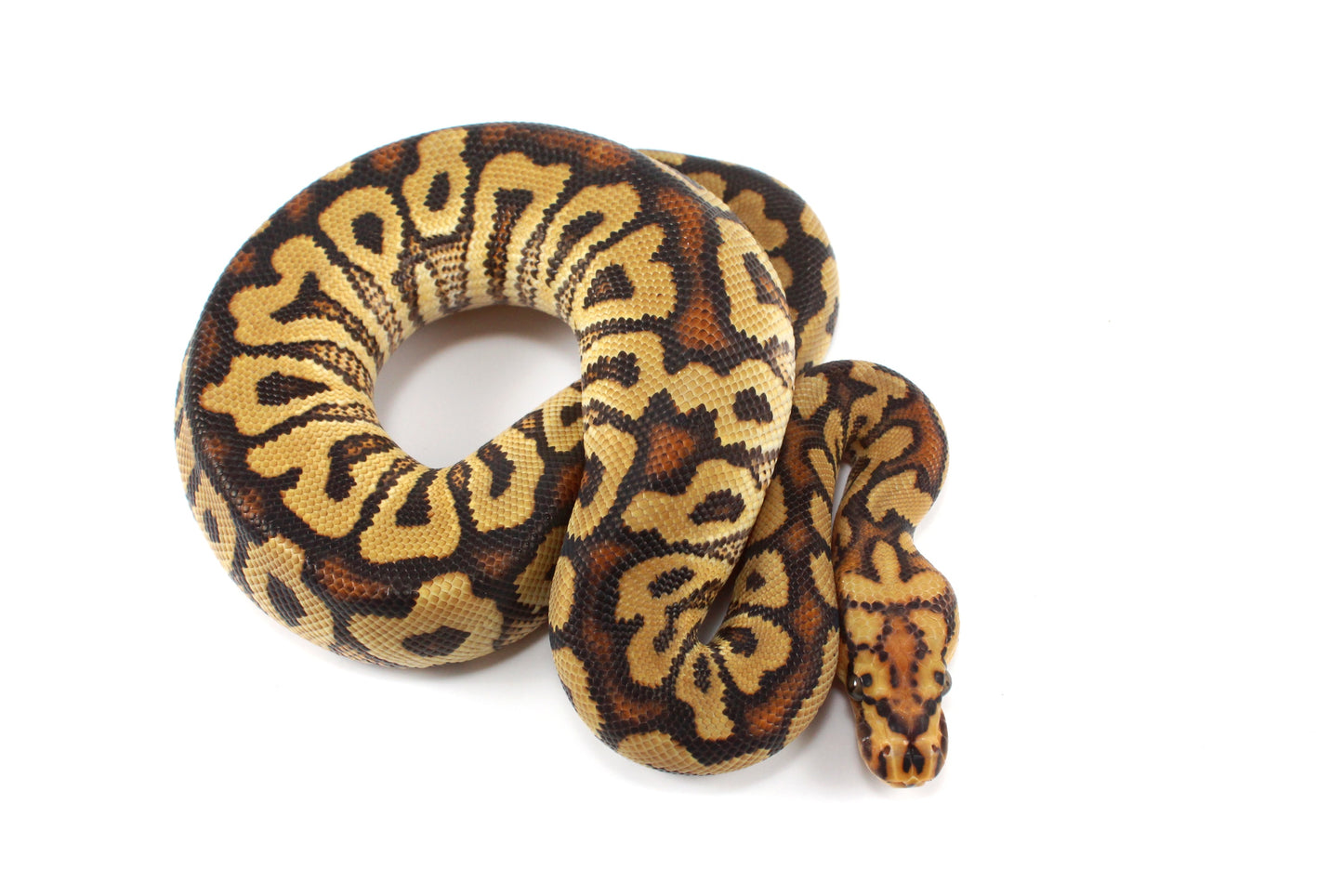 Spotnose Clown Ball Python