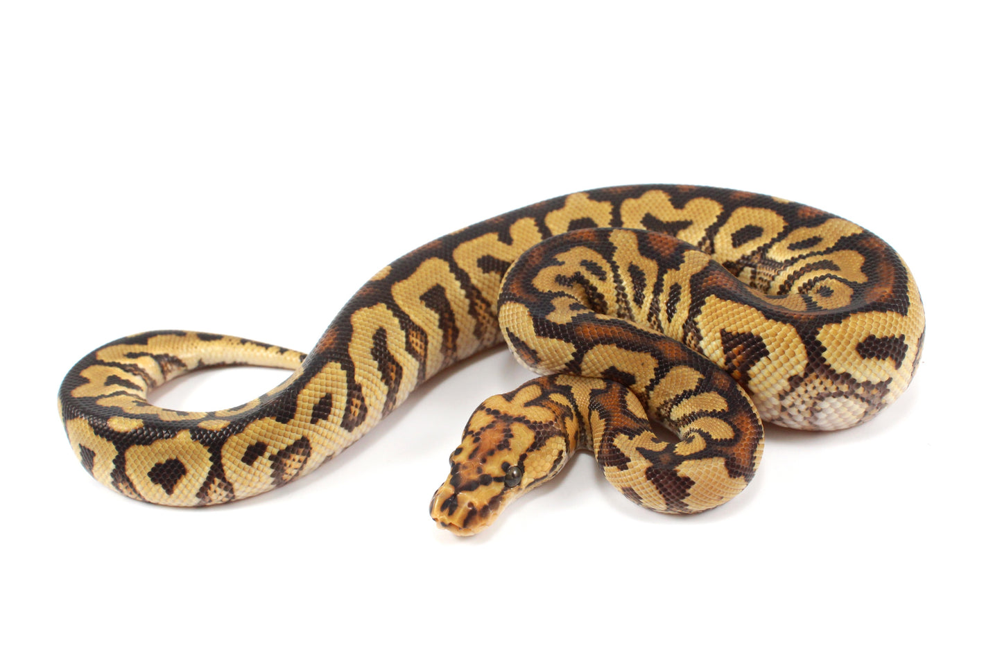 Spotnose Clown Ball Python