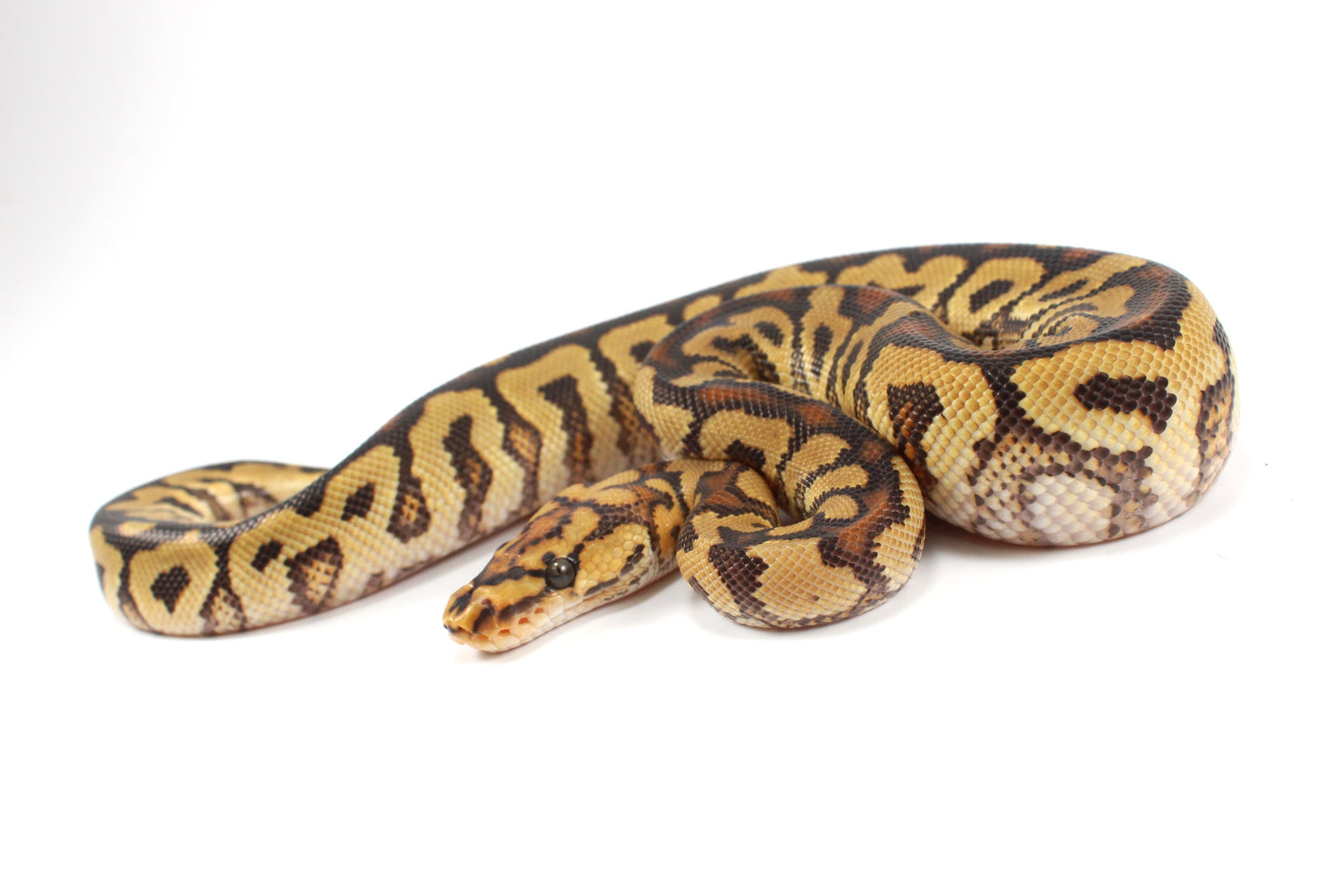 Spotnose Clown Ball Python