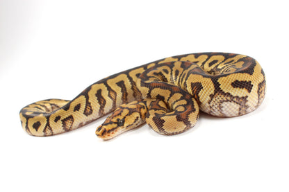 Spotnose Clown Ball Python