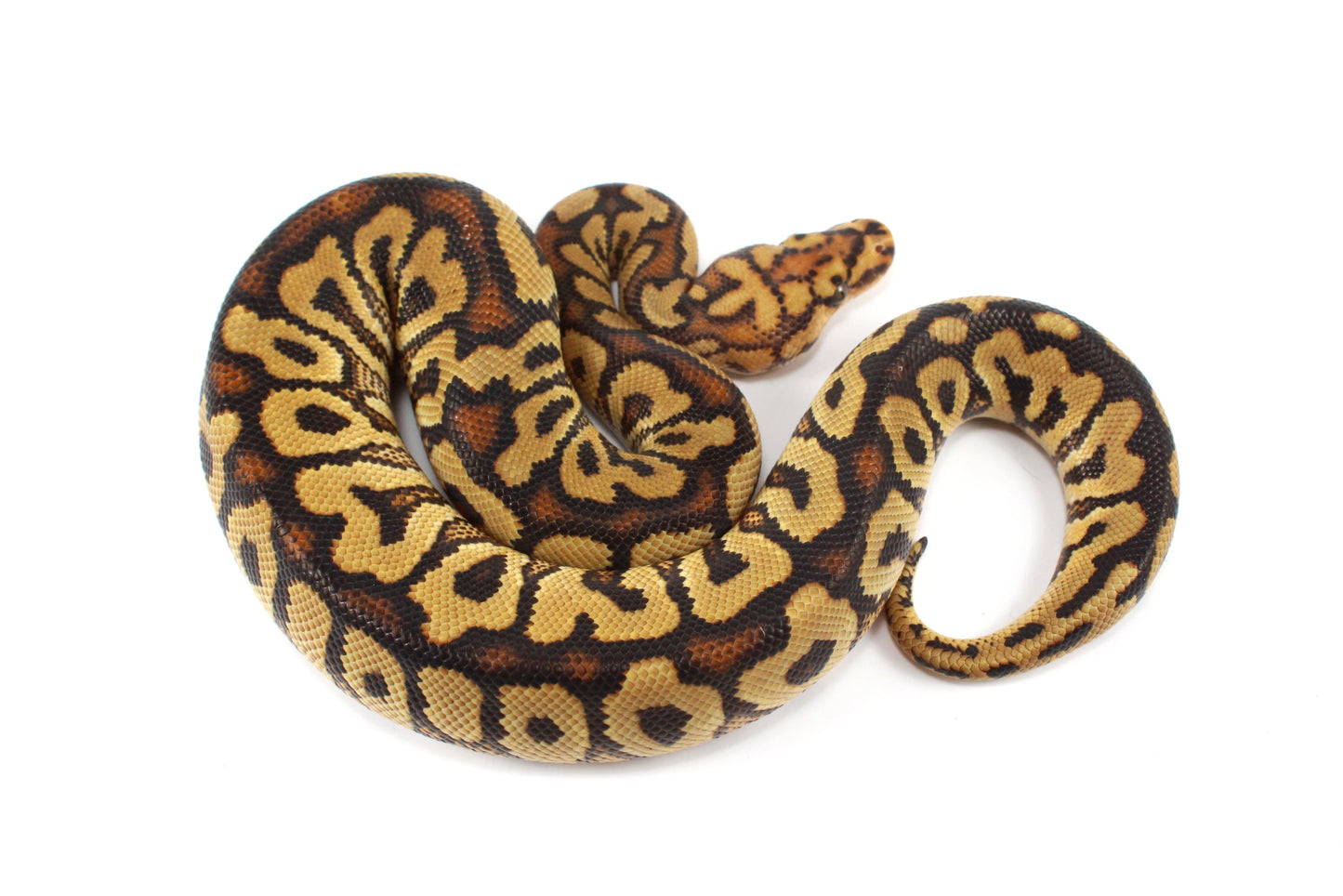 Spotnose Clown Ball Python
