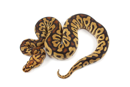 Spotnose Clown Ball Python