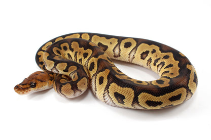 Yellow Belly Clown Ball Python