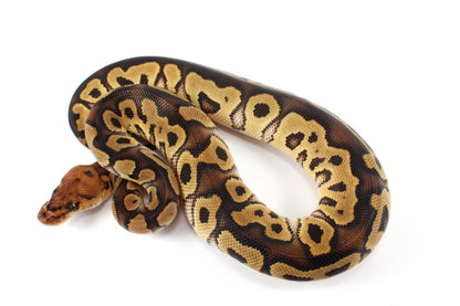 Yellow Belly Clown Ball Python