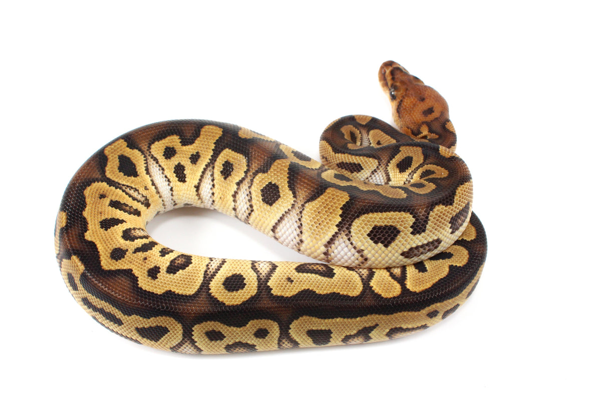 Yellow Belly Clown Ball Python