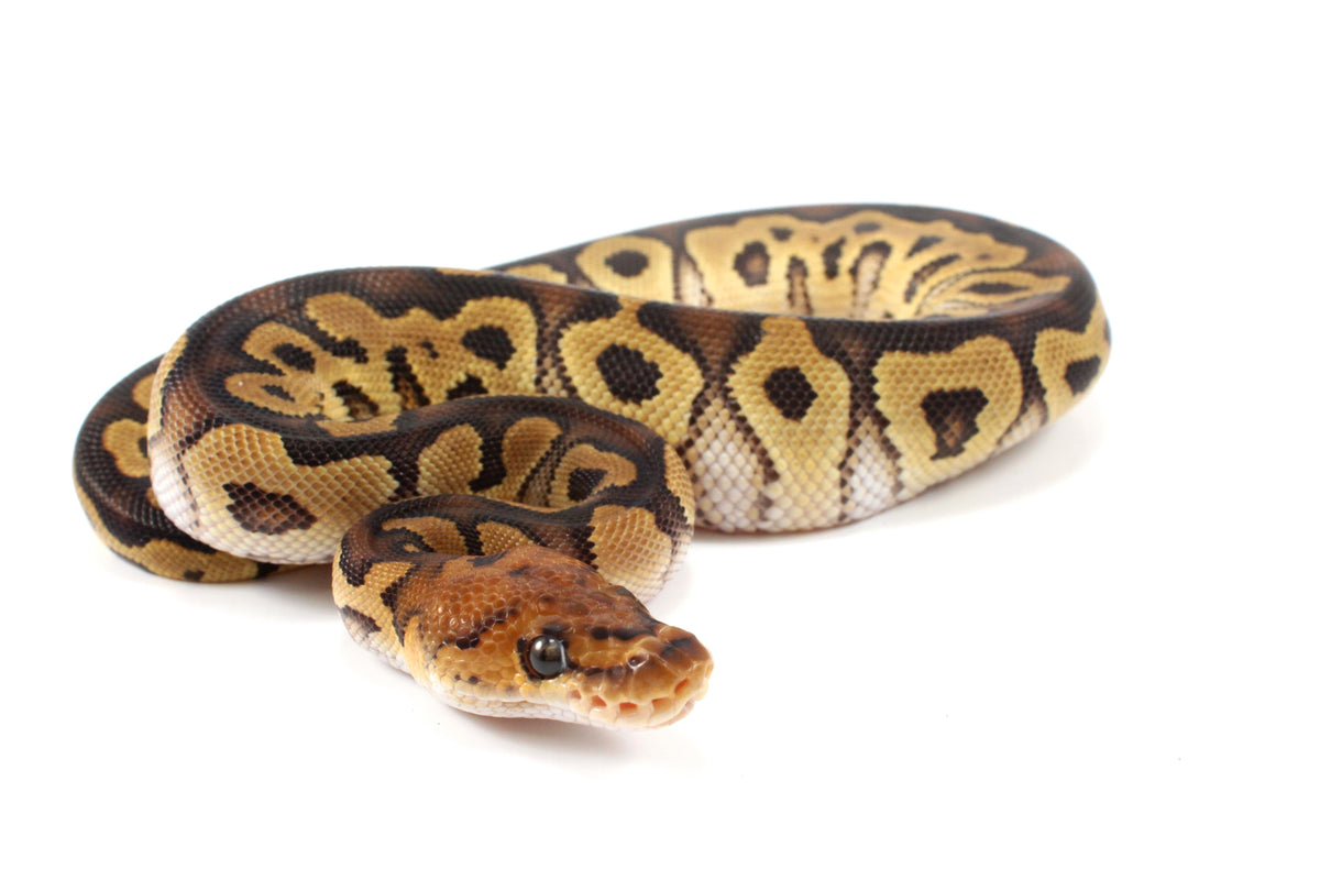 Yellow Belly Clown Ball Python