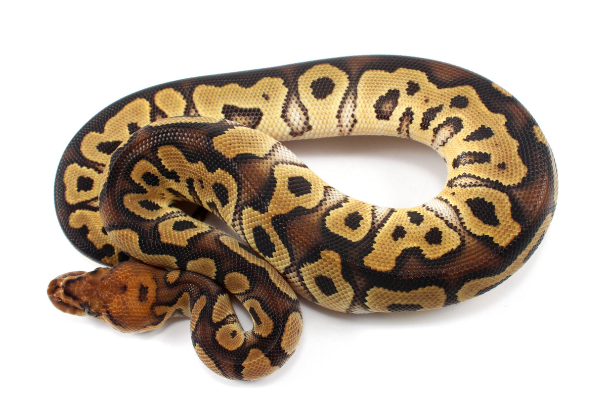 Yellow Belly Clown Ball Python