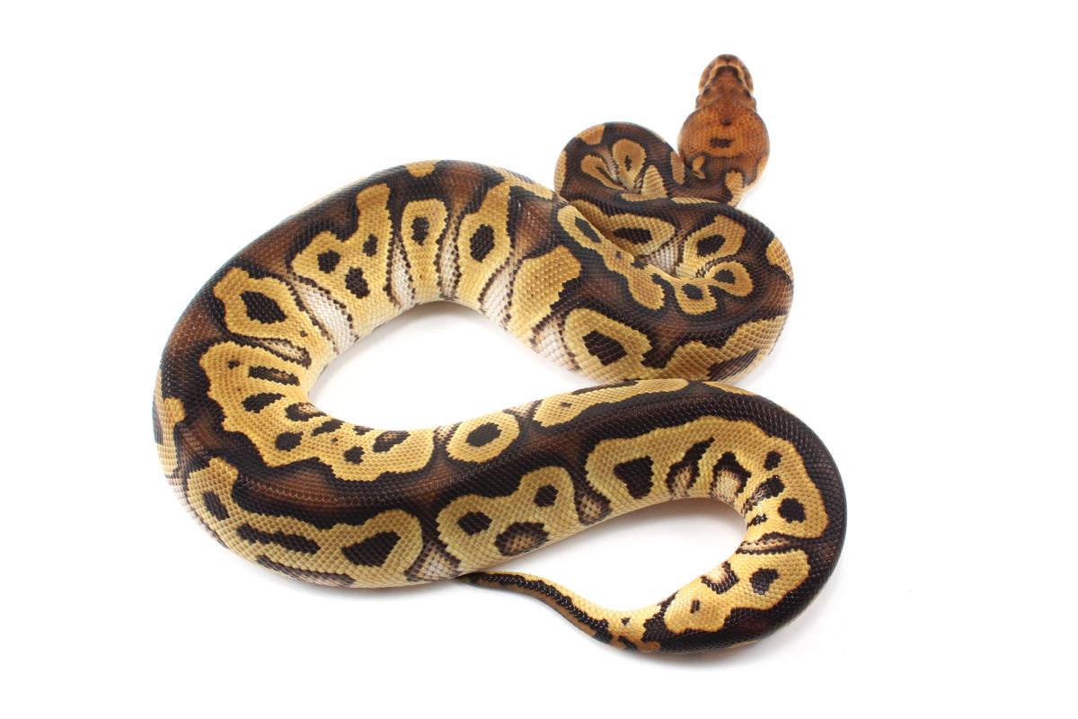 Yellow Belly Clown Ball Python