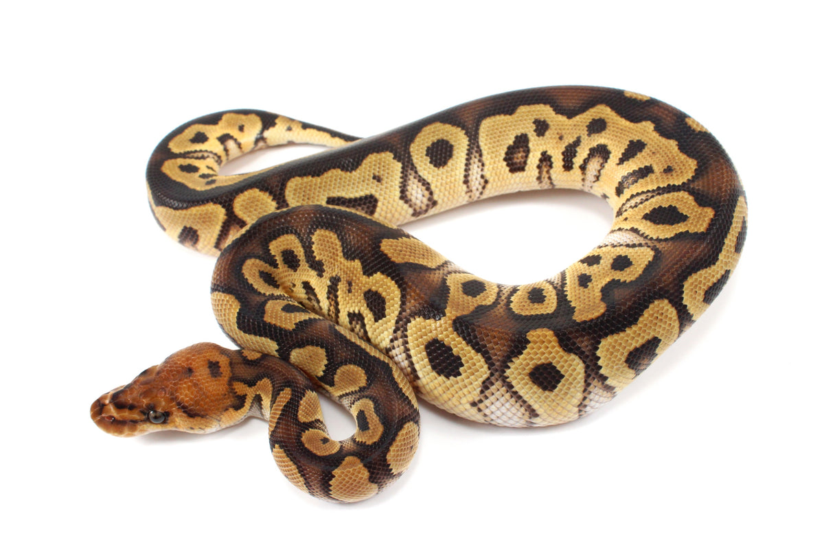 Yellow Belly Clown Ball Python