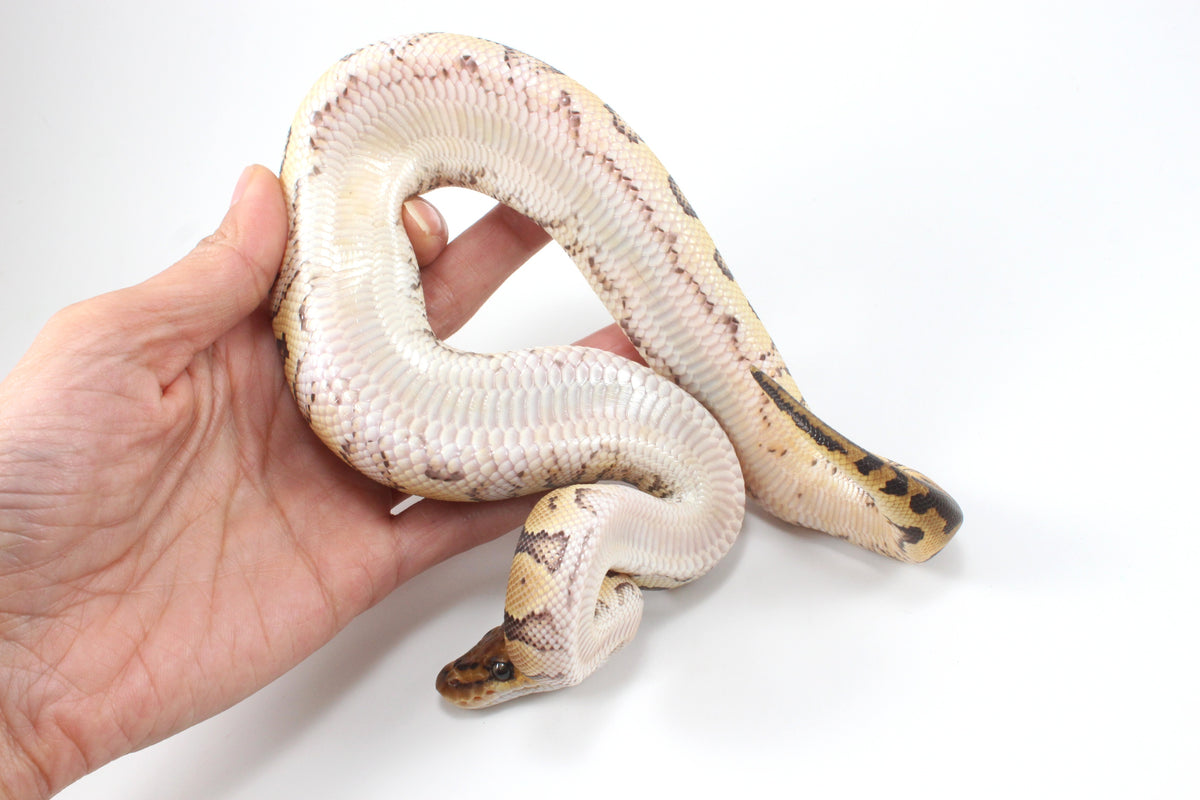Yellow Belly Clown Ball Python