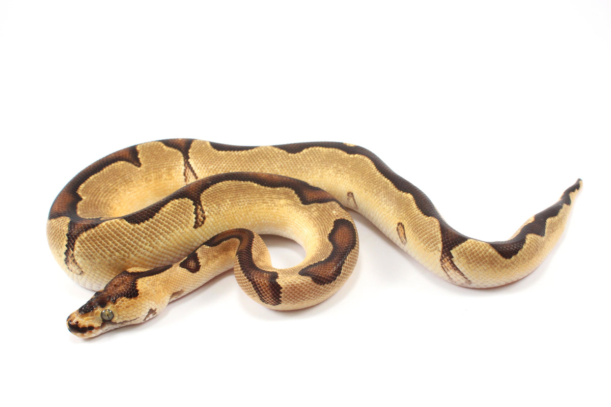 Orange Dream Enchi Clown Ball Python