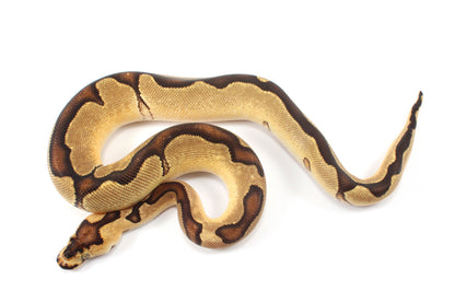 Orange Dream Enchi Clown Ball Python