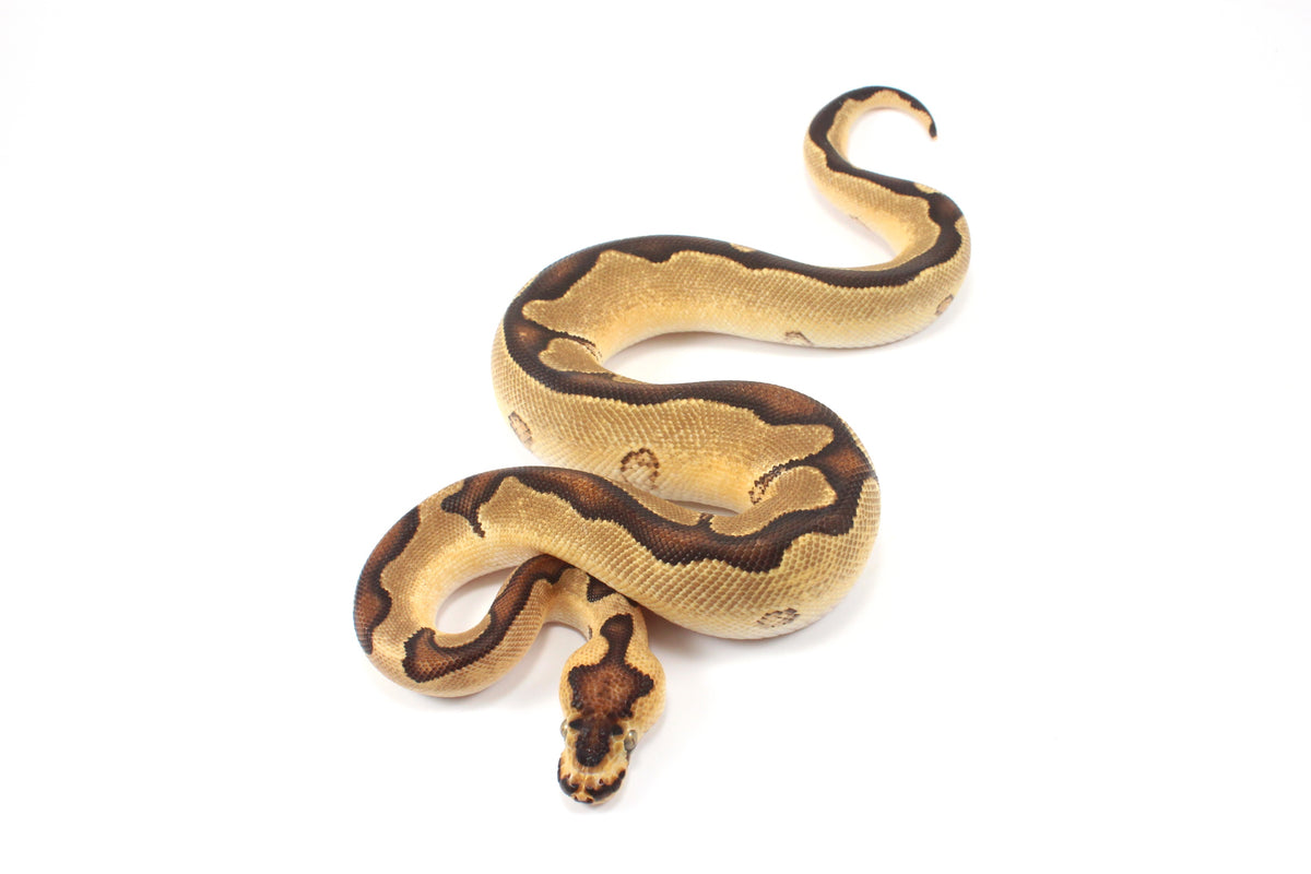 Orange Dream Enchi Clown Ball Python
