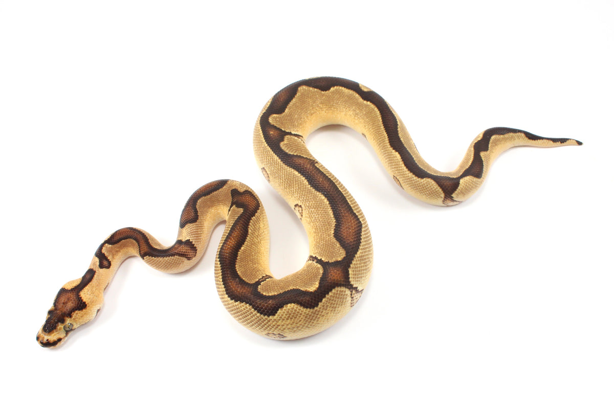 Orange Dream Enchi Clown Ball Python