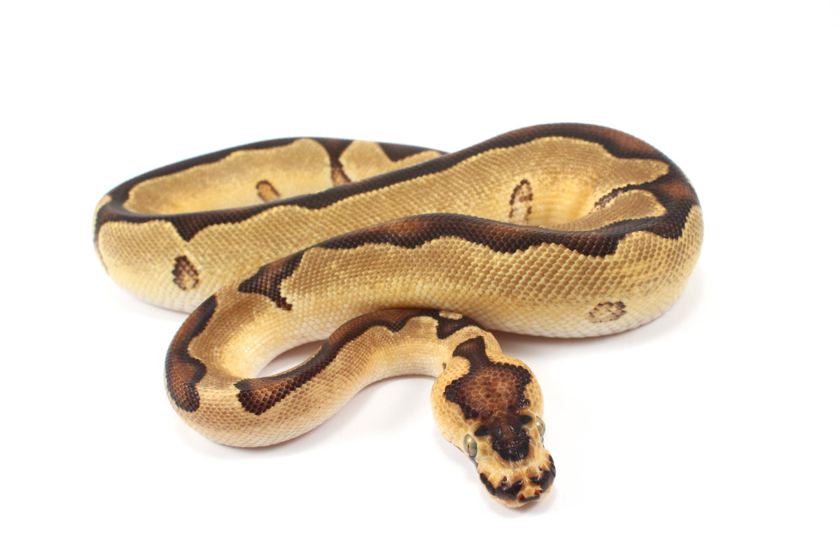 Orange Dream Enchi Clown Ball Python