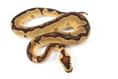 Orange Dream Enchi Clown Ball Python