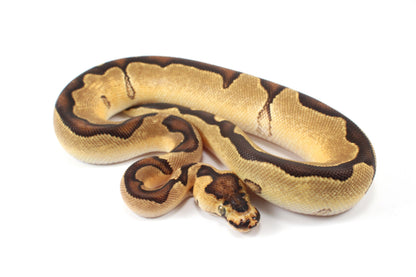 Orange Dream Enchi Clown Ball Python