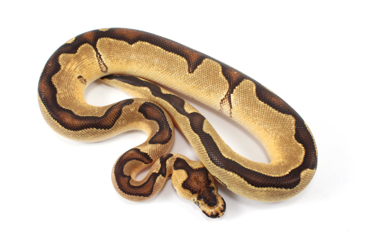 Orange Dream Enchi Clown Ball Python