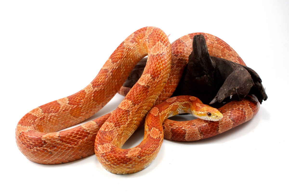 Amel Corn Snake