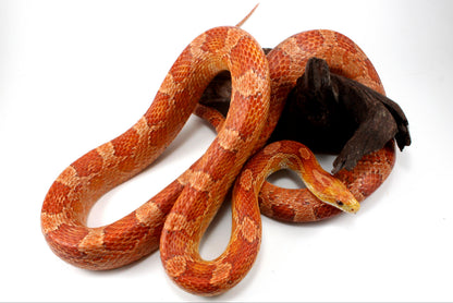 Amel Corn Snake