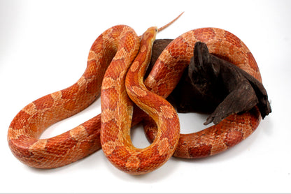 Amel Corn Snake
