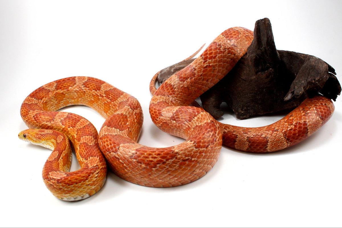 Amel Corn Snake