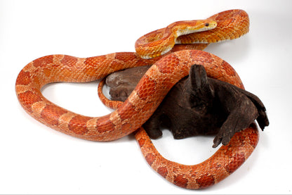 Amel Corn Snake
