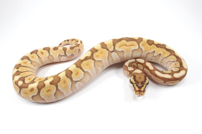 Lesser Spotnose Ball Python