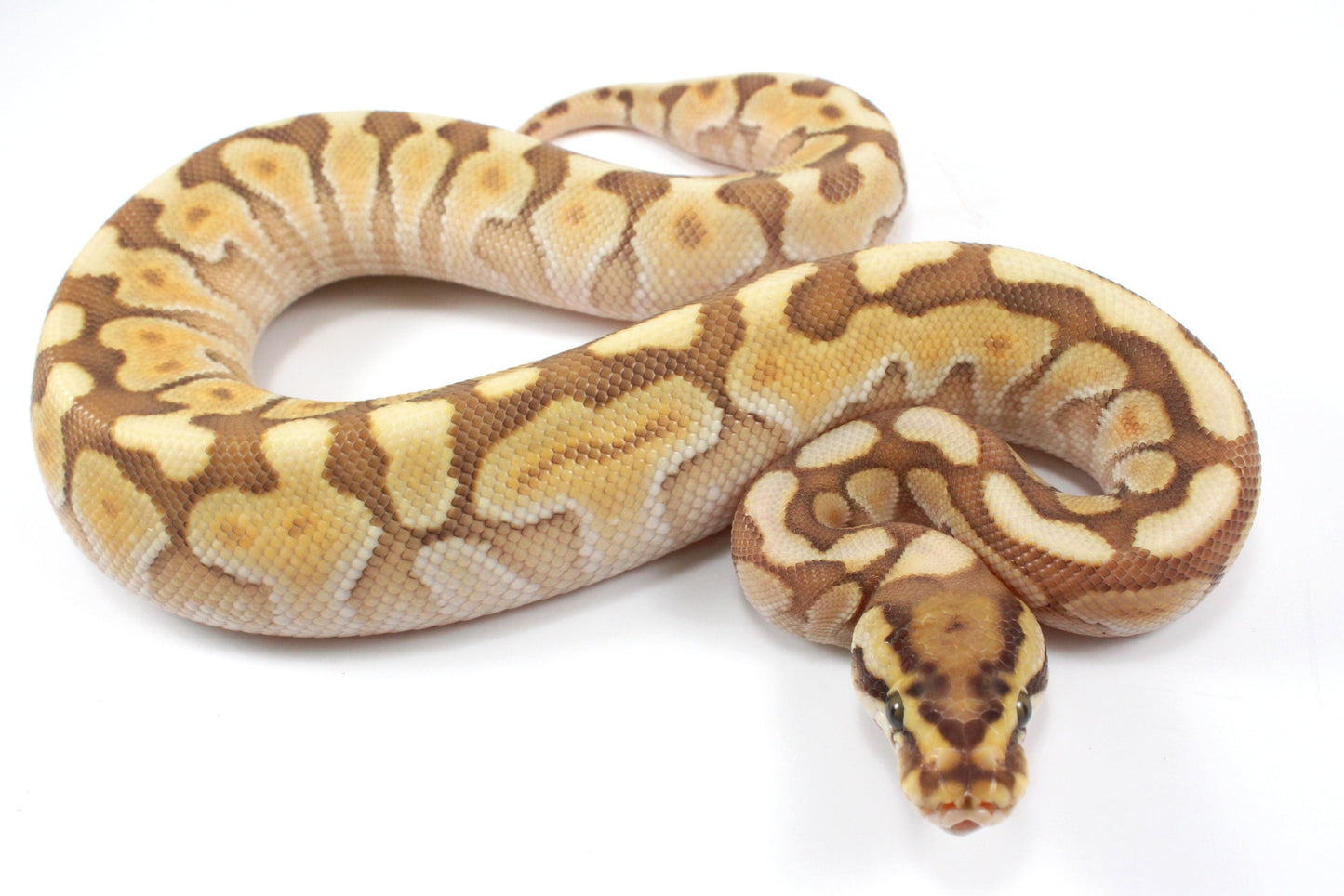 Lesser Spotnose Ball Python
